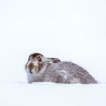 Sfondi Rabbit in Snow 208x208