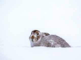 Rabbit in Snow wallpaper 320x240