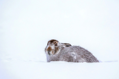 Обои Rabbit in Snow 480x320