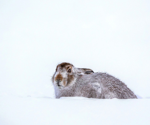 Sfondi Rabbit in Snow 480x400