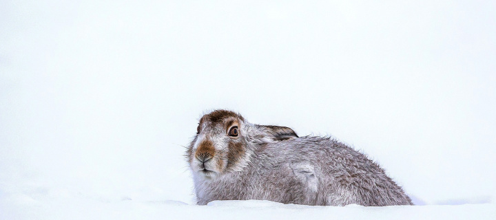 Rabbit in Snow wallpaper 720x320