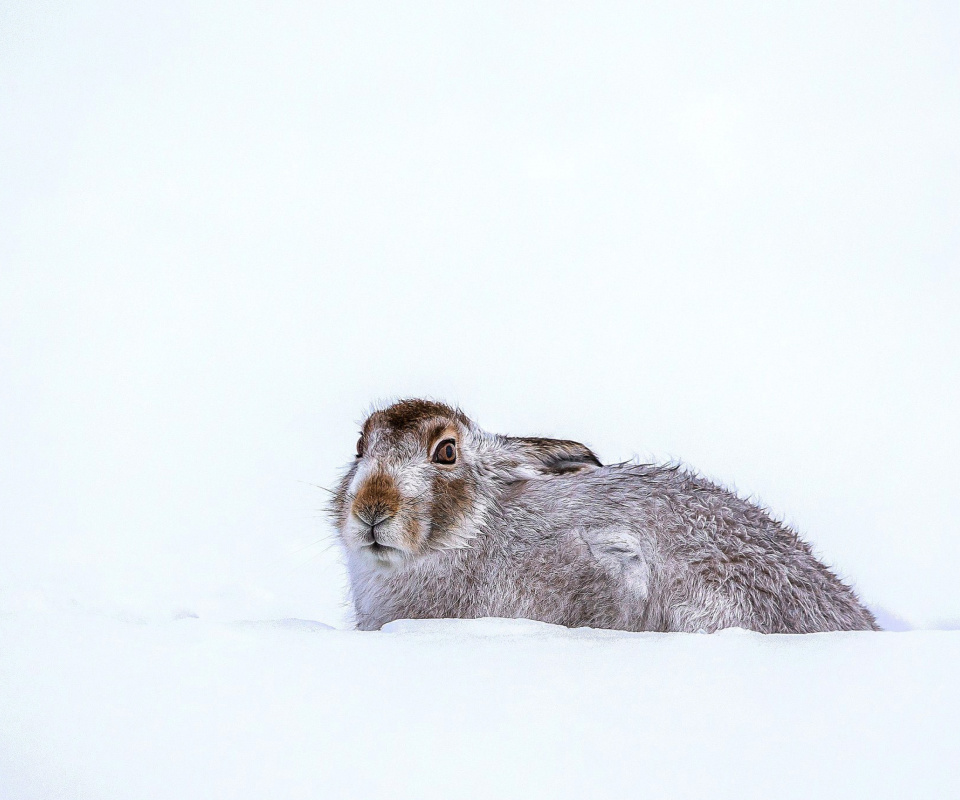 Обои Rabbit in Snow 960x800