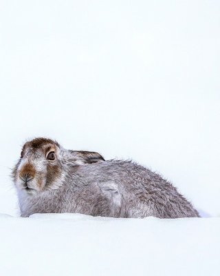 Rabbit in Snow Background for 240x320