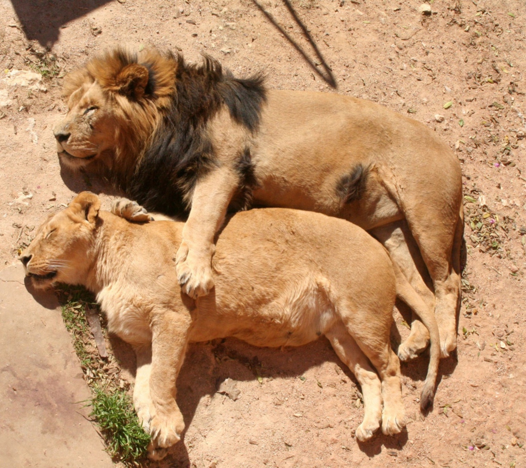 Fondo de pantalla Lion Couple 1080x960