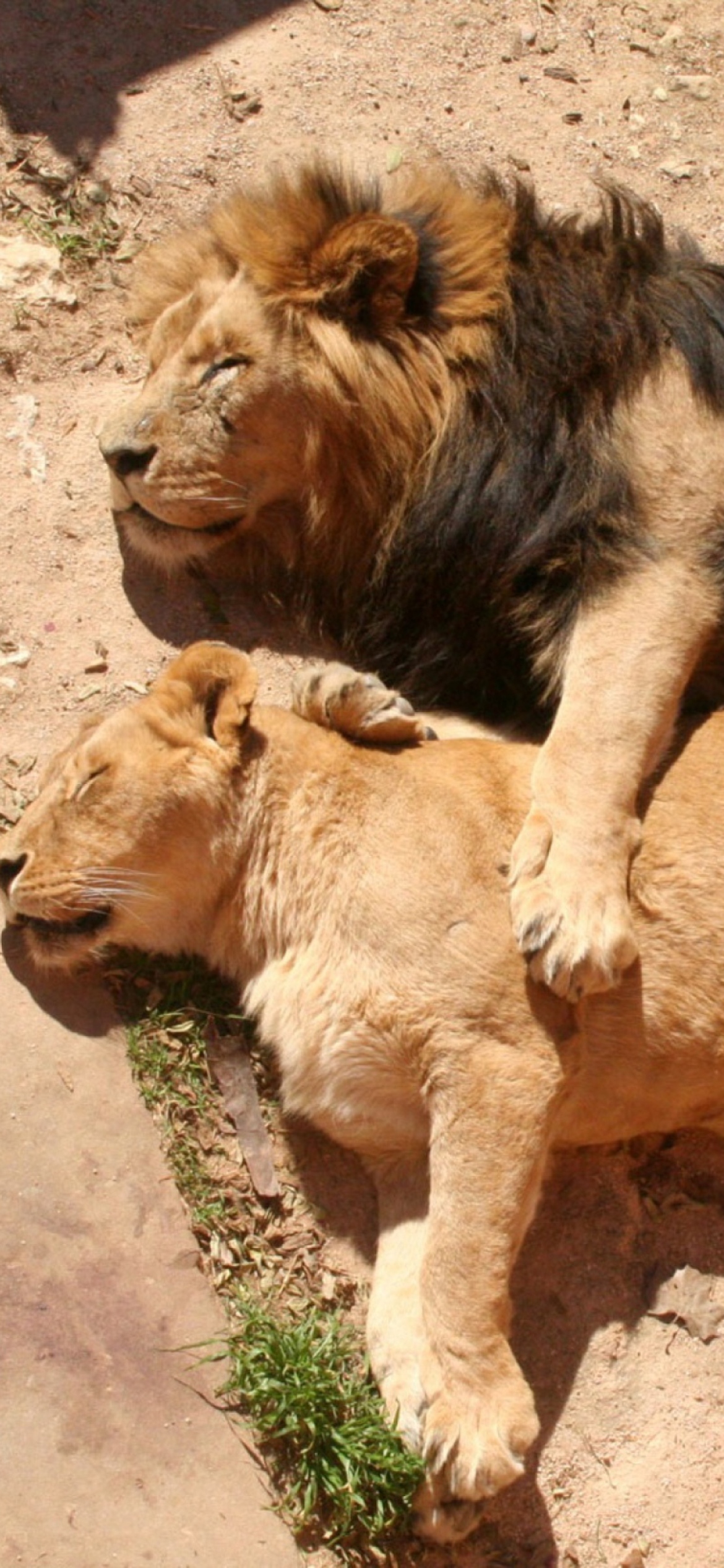 Sfondi Lion Couple 1170x2532