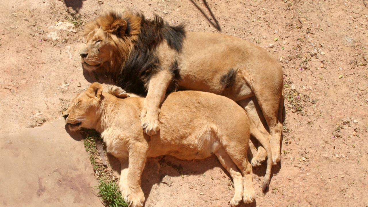 Lion Couple screenshot #1 1280x720