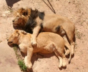 Lion Couple screenshot #1 176x144