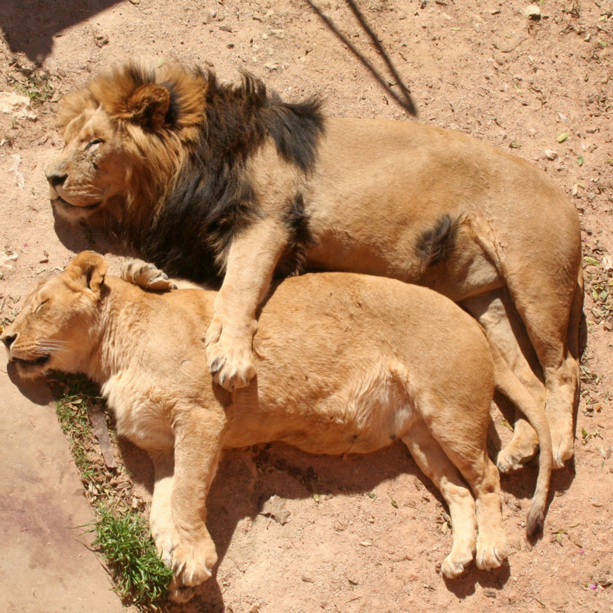 Обои Lion Couple 2048x2048