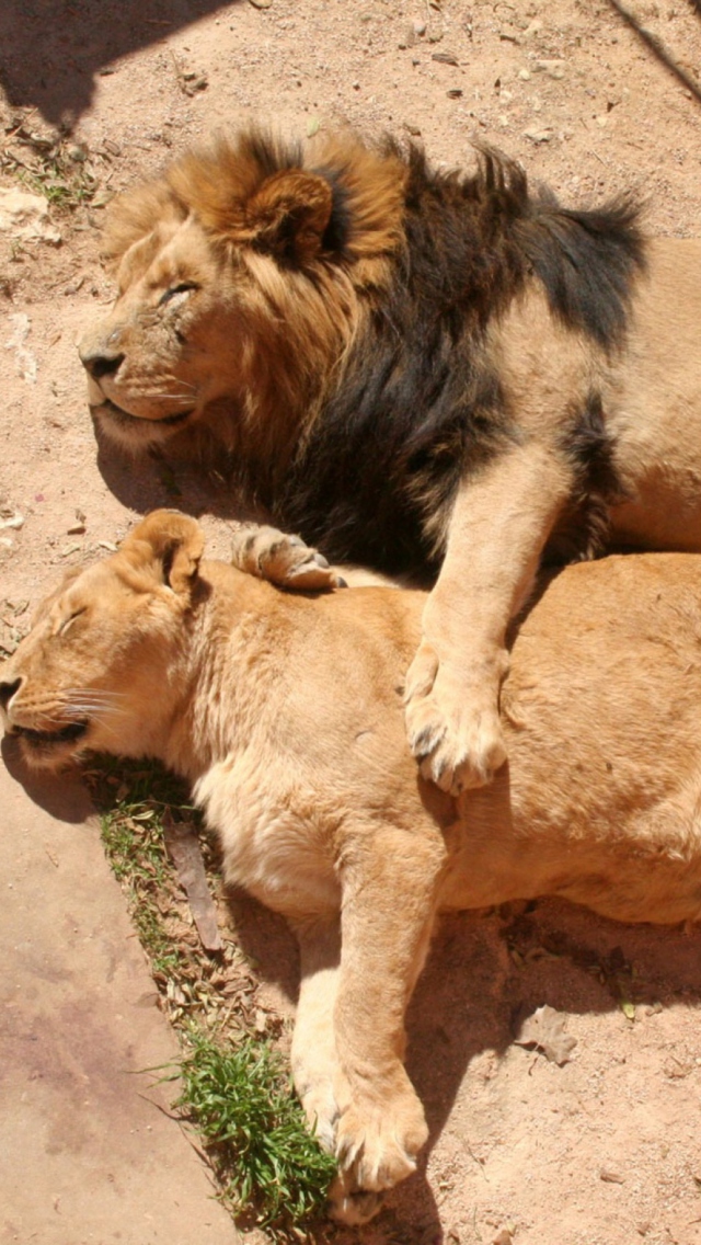 Sfondi Lion Couple 640x1136