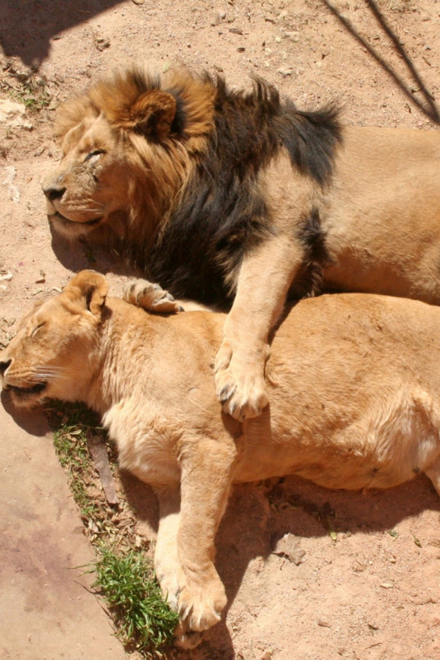 Обои Lion Couple 640x960