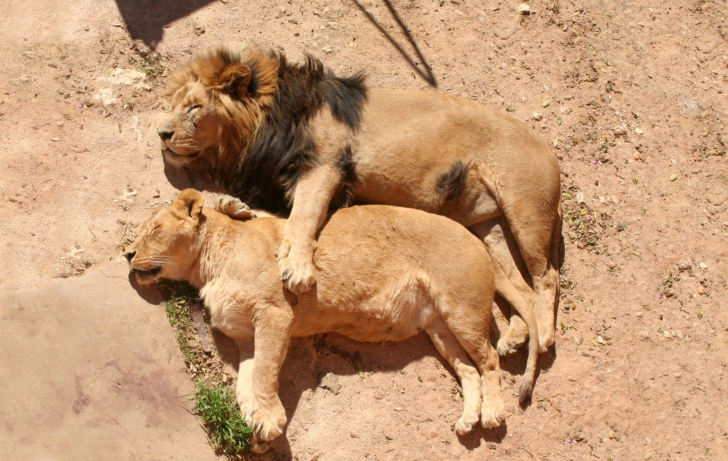 Lion Couple wallpaper