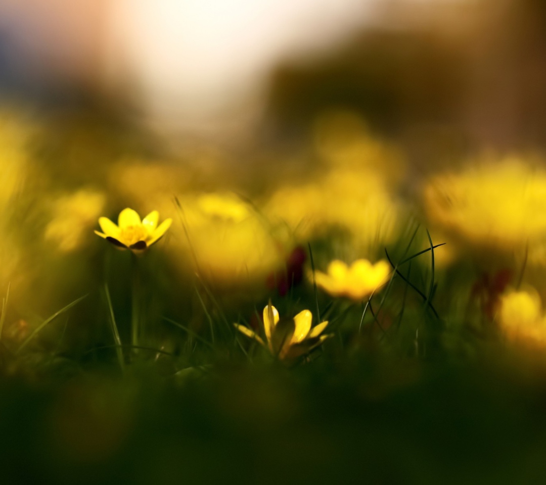 Обои Yellow Flowers Macro 1080x960