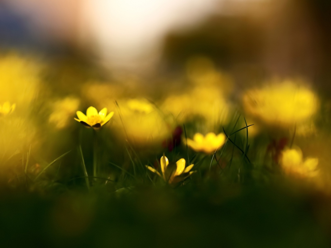 Screenshot №1 pro téma Yellow Flowers Macro 1152x864