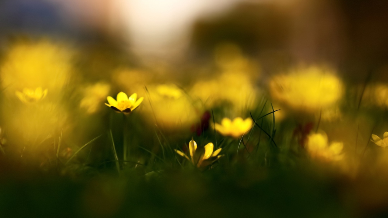 Fondo de pantalla Yellow Flowers Macro 1280x720
