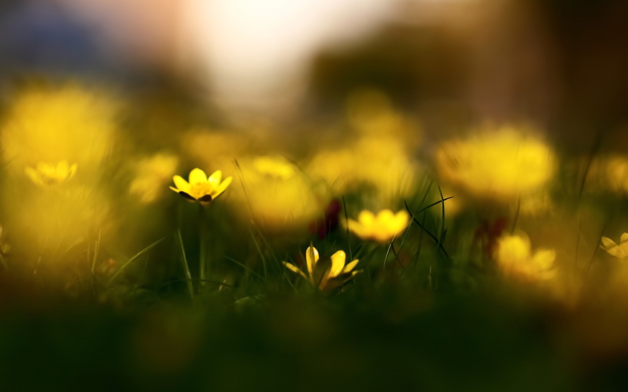 Screenshot №1 pro téma Yellow Flowers Macro 1280x800