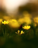 Yellow Flowers Macro screenshot #1 128x160