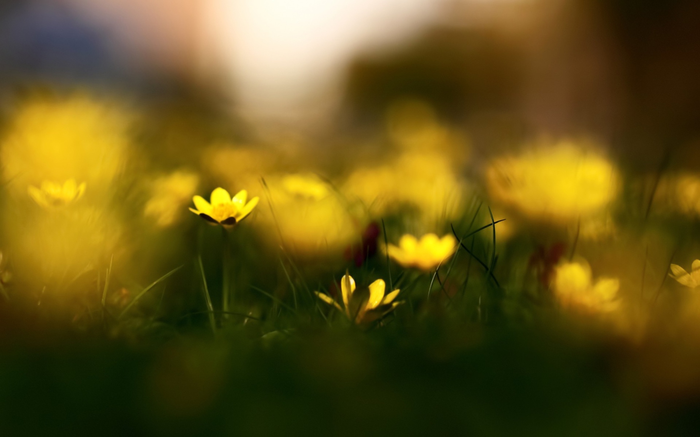 Yellow Flowers Macro screenshot #1 1440x900