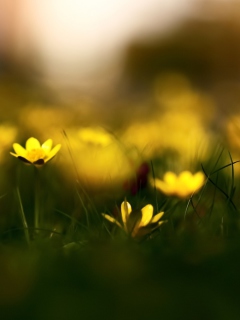 Das Yellow Flowers Macro Wallpaper 240x320