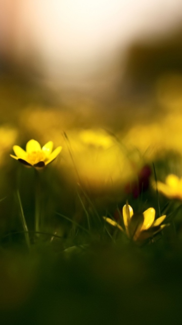 Fondo de pantalla Yellow Flowers Macro 360x640