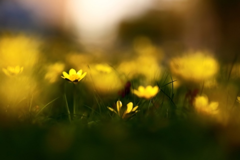 Yellow Flowers Macro screenshot #1 480x320