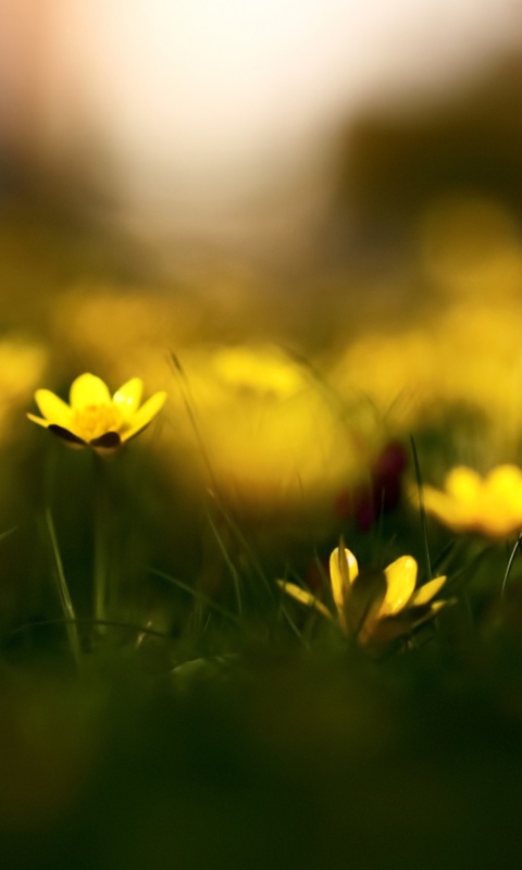 Обои Yellow Flowers Macro 480x800