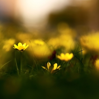 Yellow Flowers Macro sfondi gratuiti per HP TouchPad