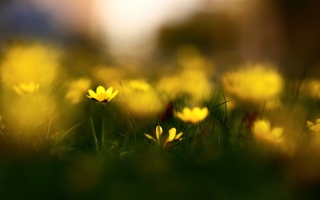 Yellow Flowers Macro sfondi gratuiti per cellulari Android, iPhone, iPad e desktop