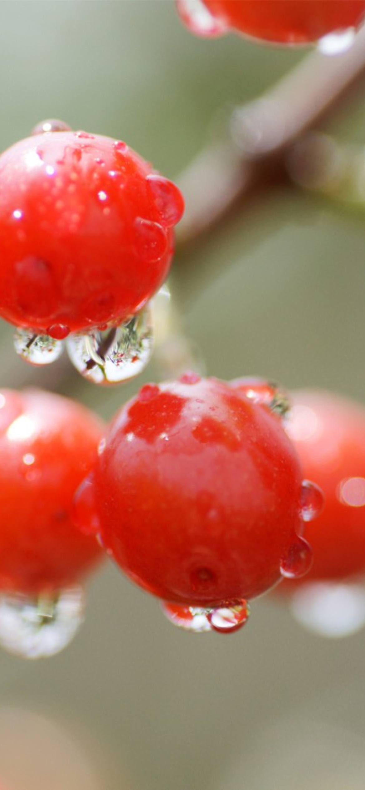 Waterdrops On Cherries screenshot #1 1170x2532