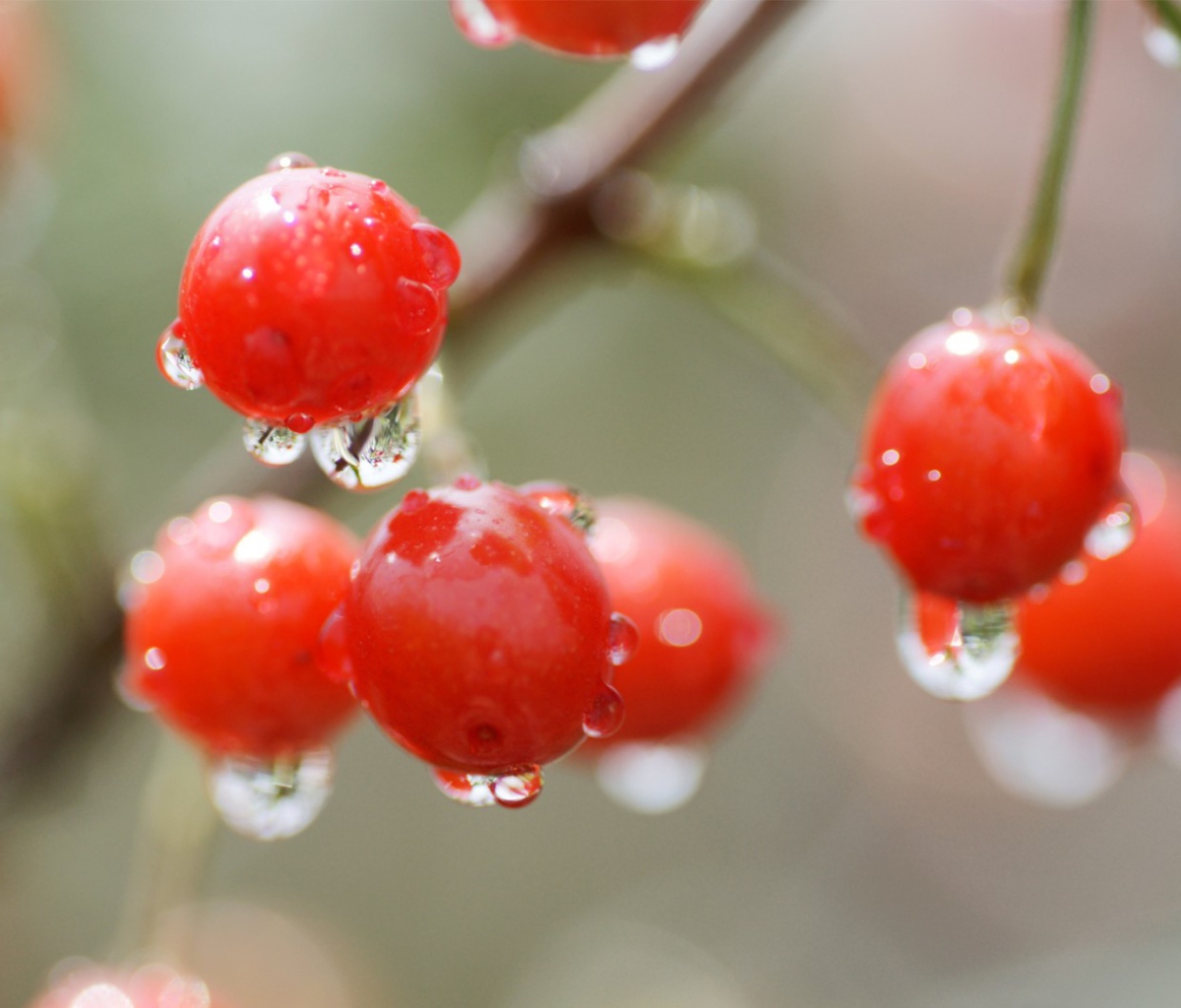 Waterdrops On Cherries screenshot #1 1200x1024