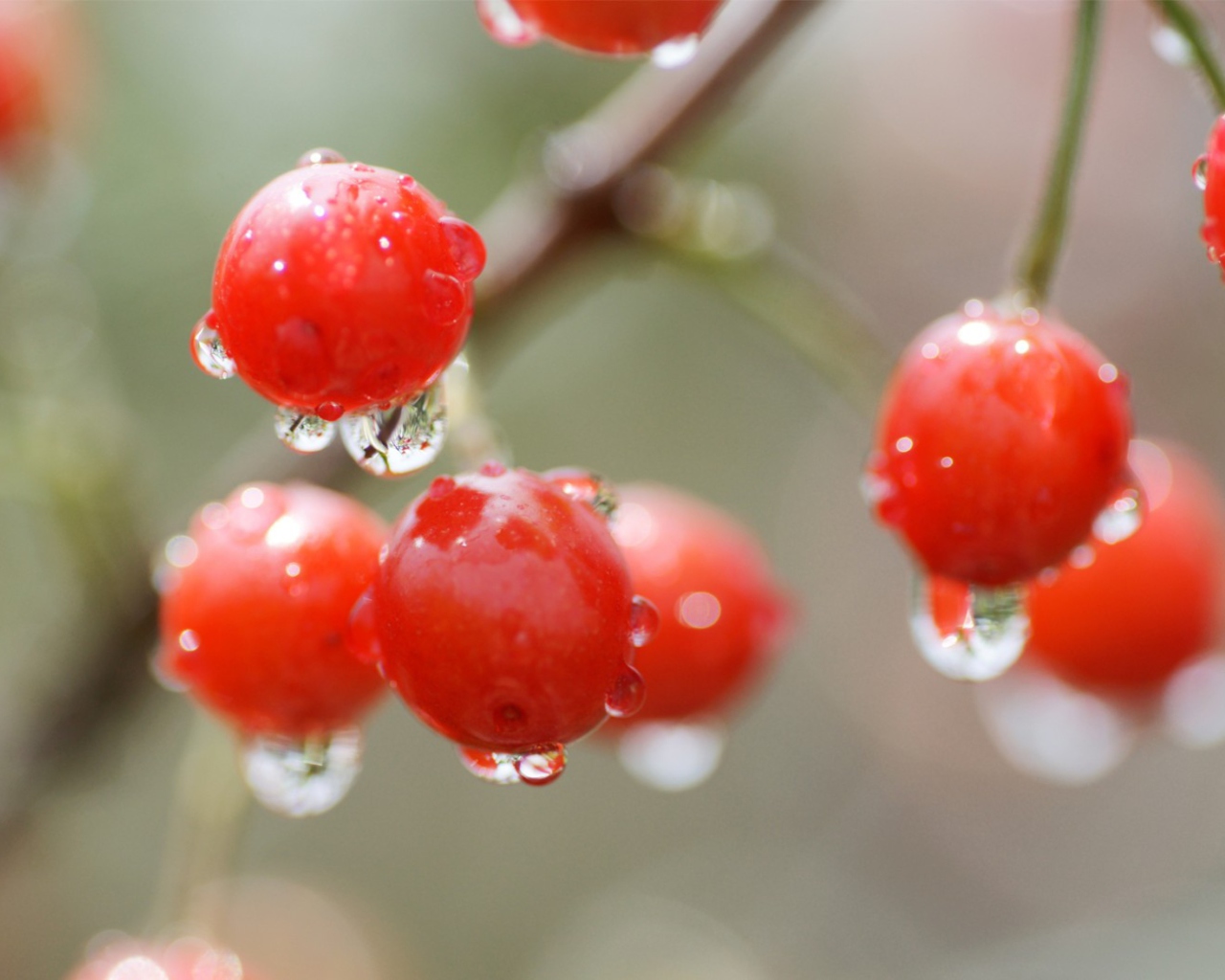 Fondo de pantalla Waterdrops On Cherries 1280x1024