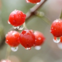 Waterdrops On Cherries screenshot #1 128x128