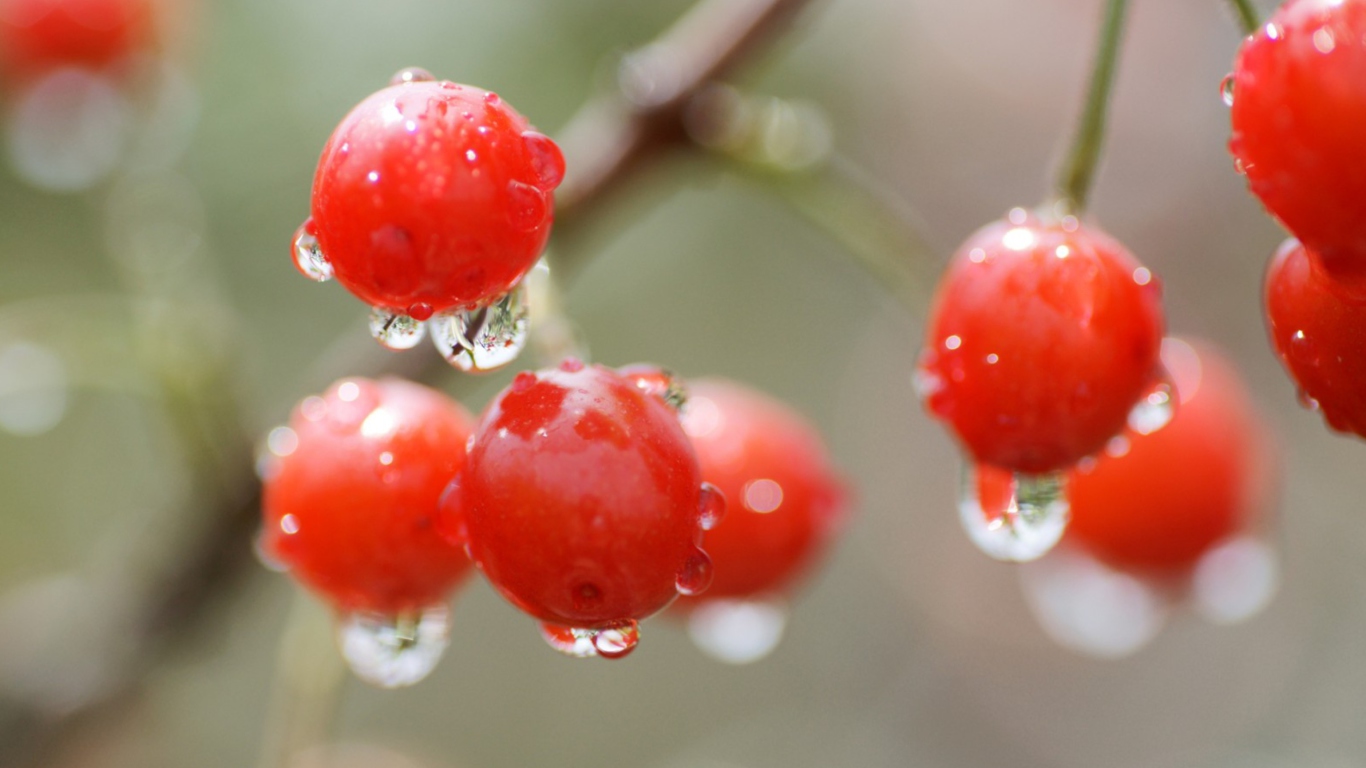 Screenshot №1 pro téma Waterdrops On Cherries 1366x768