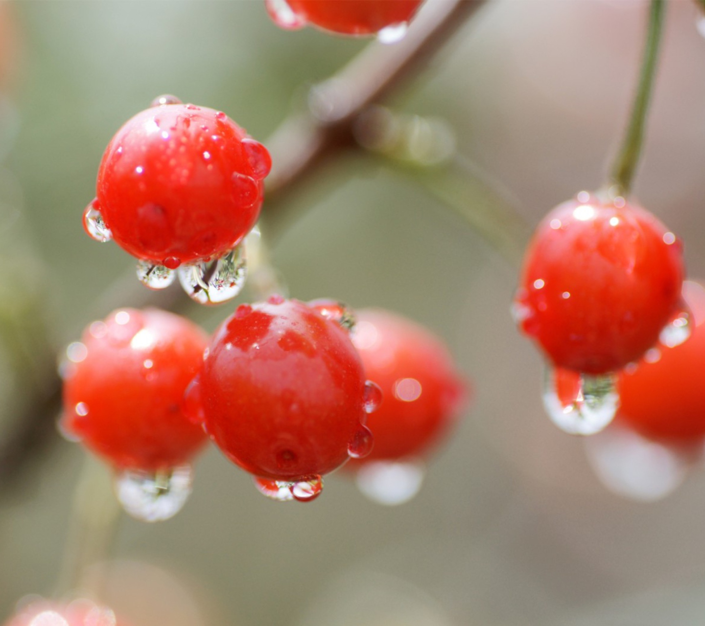 Screenshot №1 pro téma Waterdrops On Cherries 1440x1280