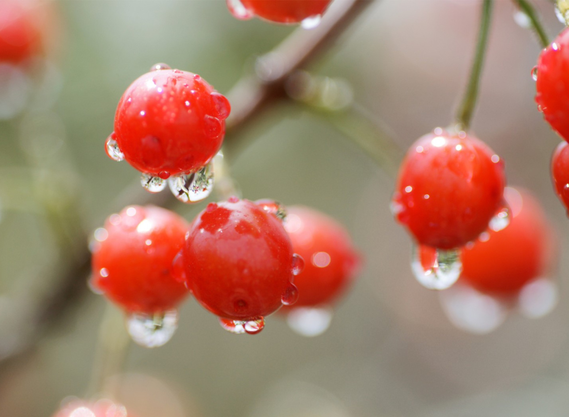 Sfondi Waterdrops On Cherries 1920x1408