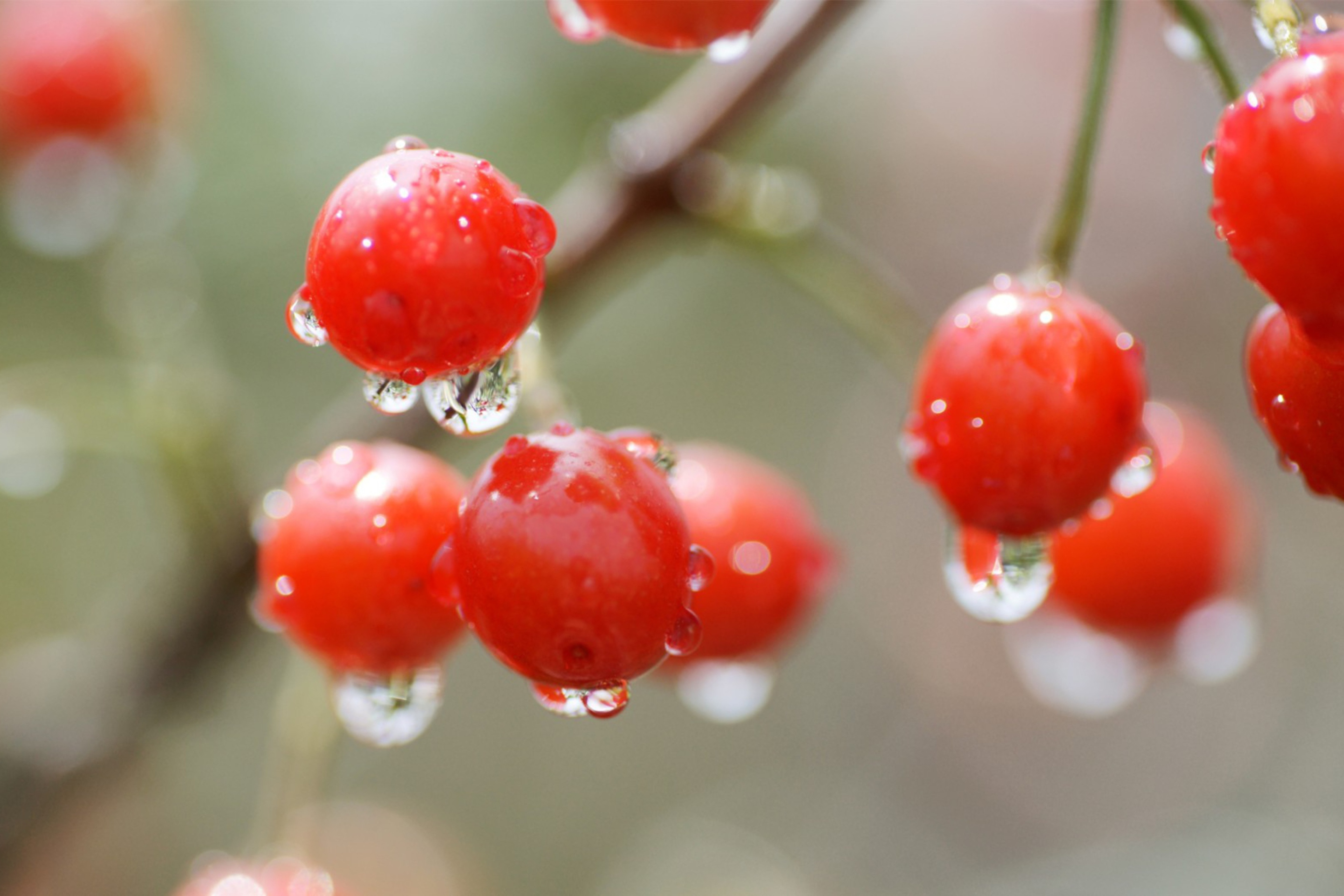 Screenshot №1 pro téma Waterdrops On Cherries 2880x1920