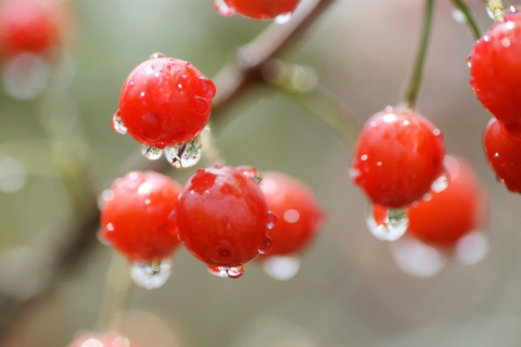 Waterdrops On Cherries screenshot #1 480x320