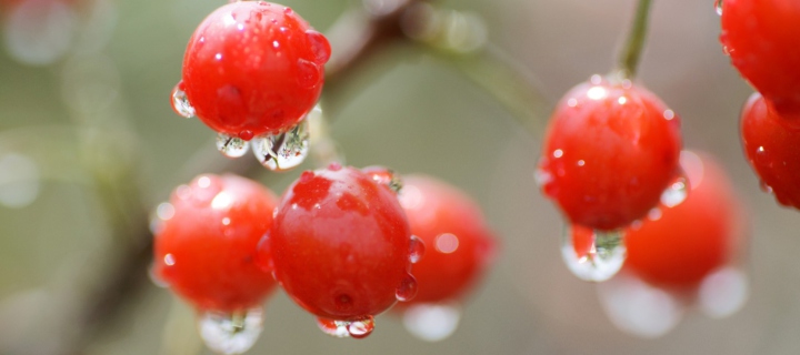 Sfondi Waterdrops On Cherries 720x320