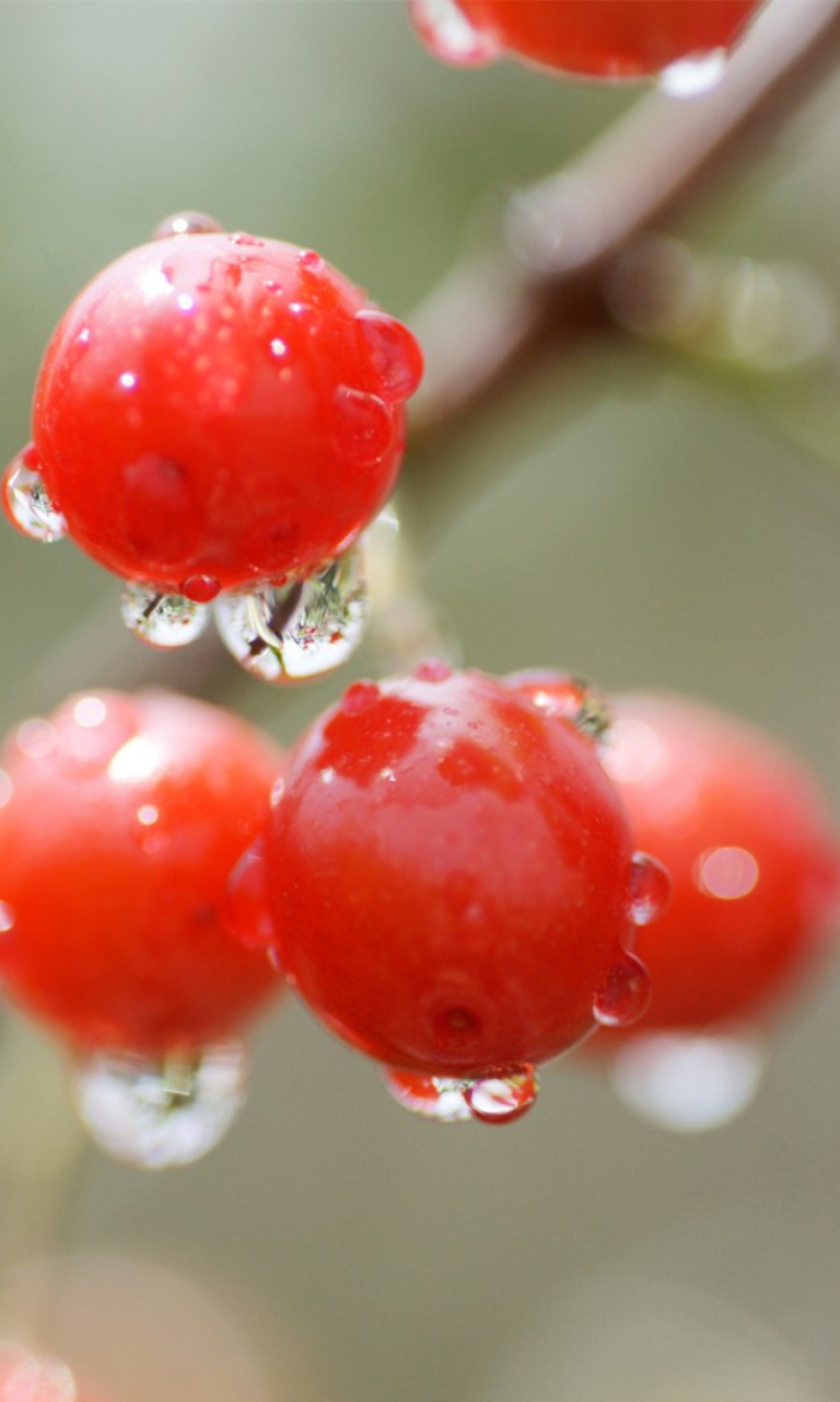 Screenshot №1 pro téma Waterdrops On Cherries 768x1280