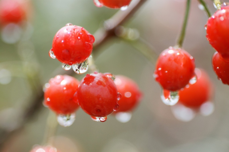 Обои Waterdrops On Cherries