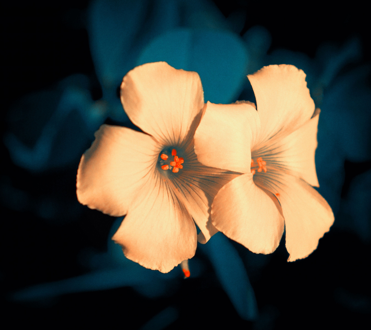 Flowers screenshot #1 1440x1280