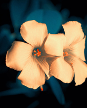 Flowers screenshot #1 176x220
