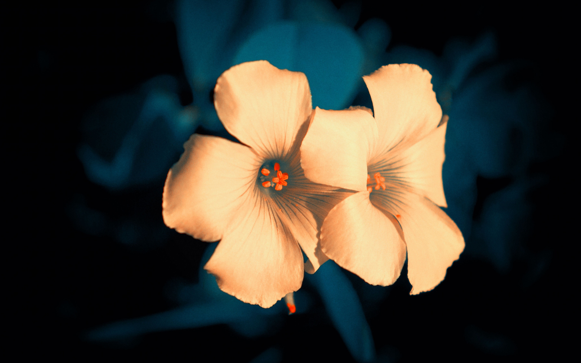 Flowers screenshot #1 1920x1200
