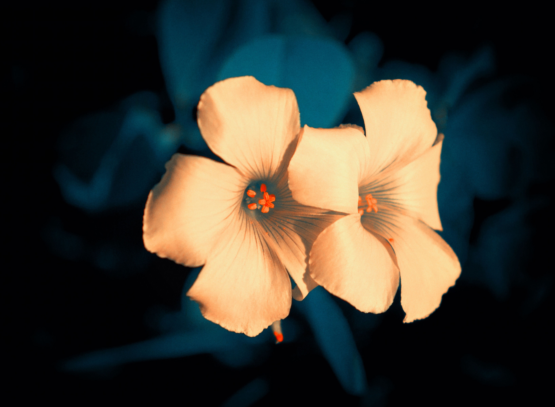 Flowers screenshot #1 1920x1408