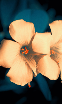 Screenshot №1 pro téma Flowers 240x400