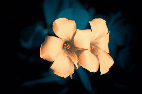 Flowers screenshot #1 480x320