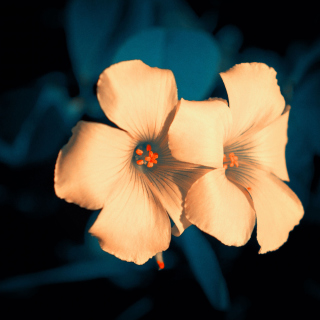 Flowers - Obrázkek zdarma pro iPad