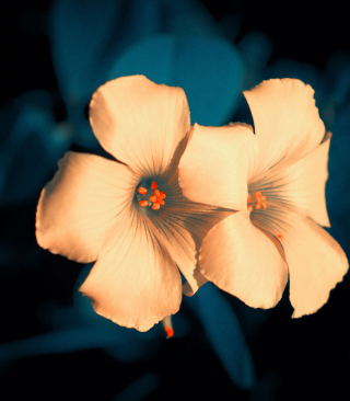 Flowers - Obrázkek zdarma pro Nokia Asha 306