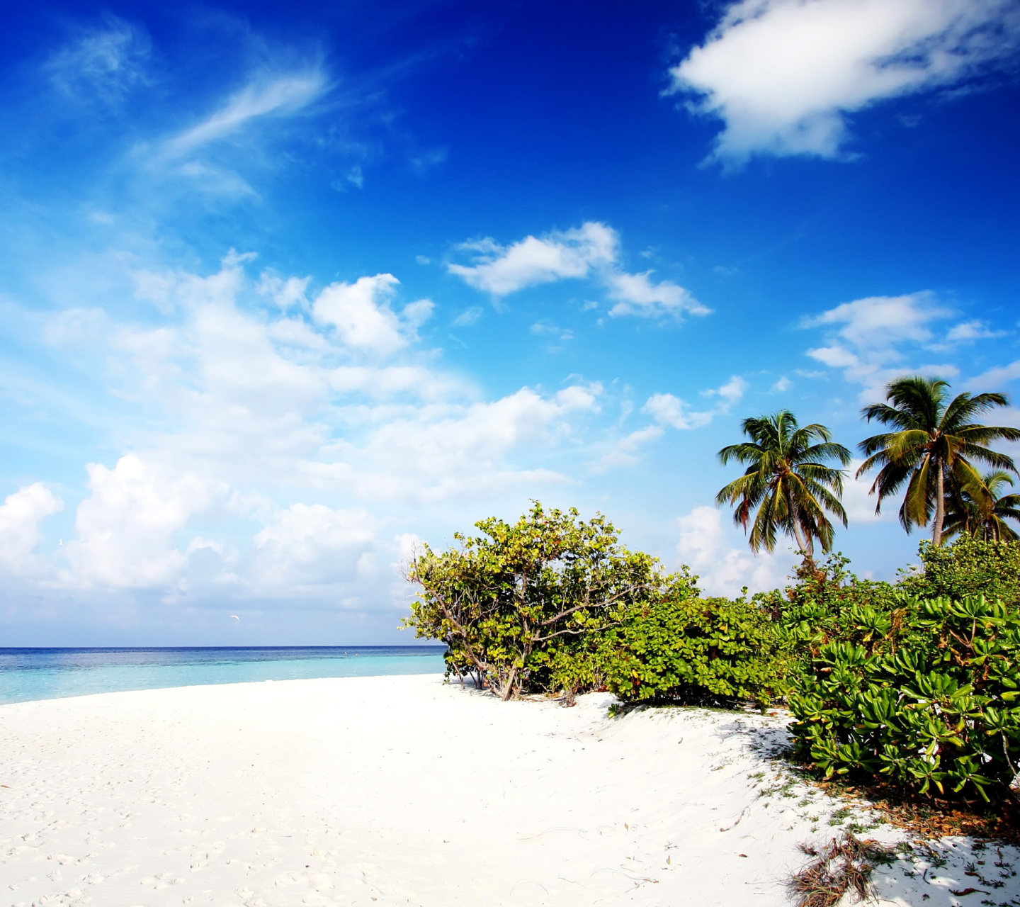 Motu Tofari Paradise Beach wallpaper 1440x1280