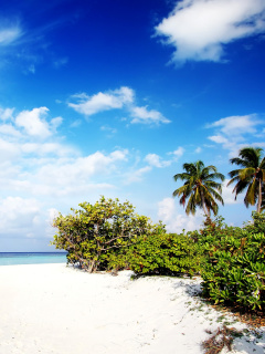 Motu Tofari Paradise Beach wallpaper 240x320