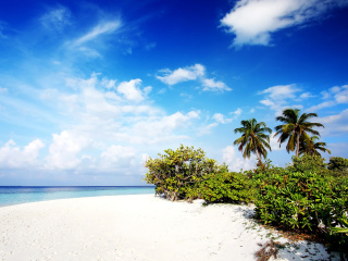 Motu Tofari Paradise Beach screenshot #1 320x240
